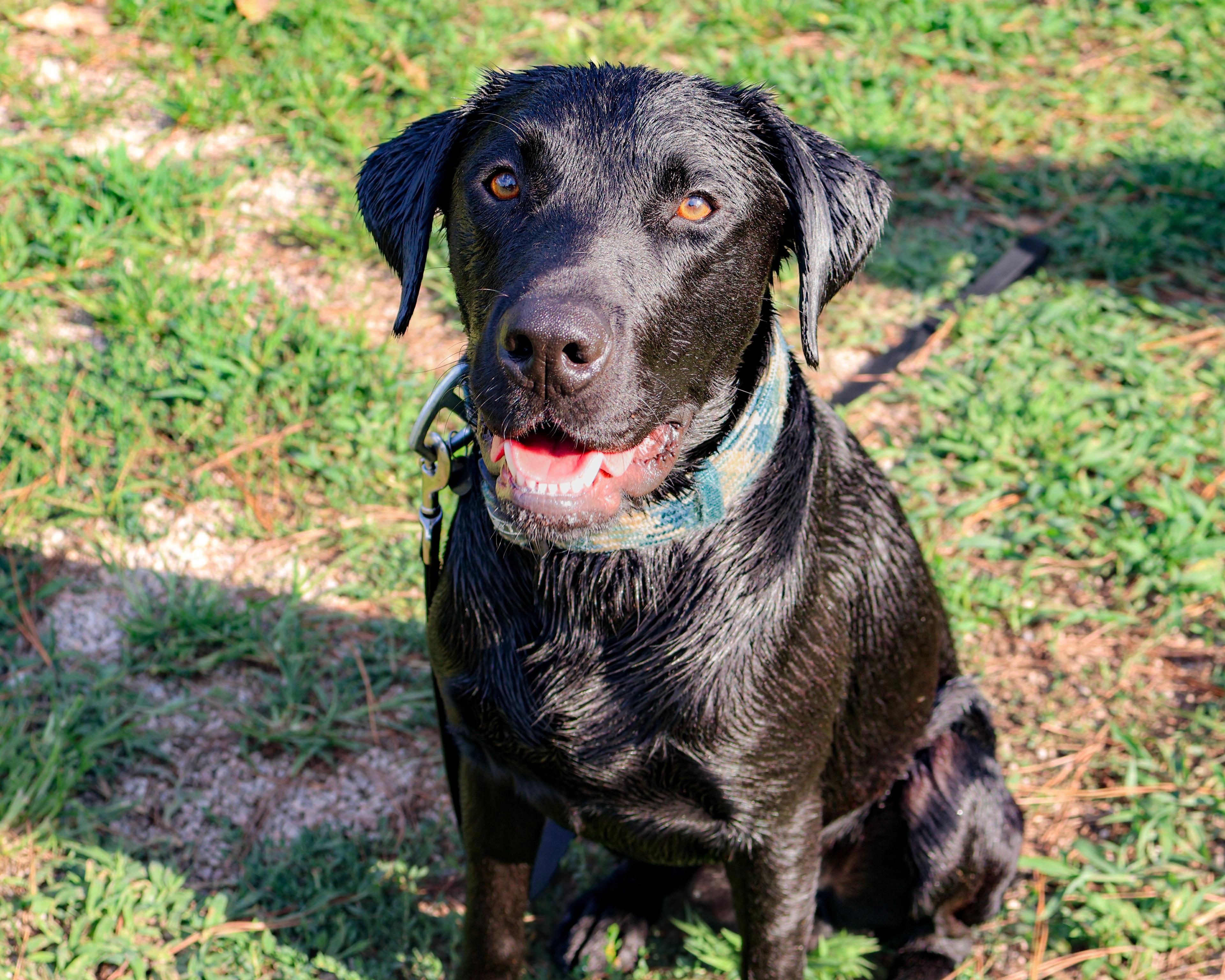 Pet Portraits preview 2