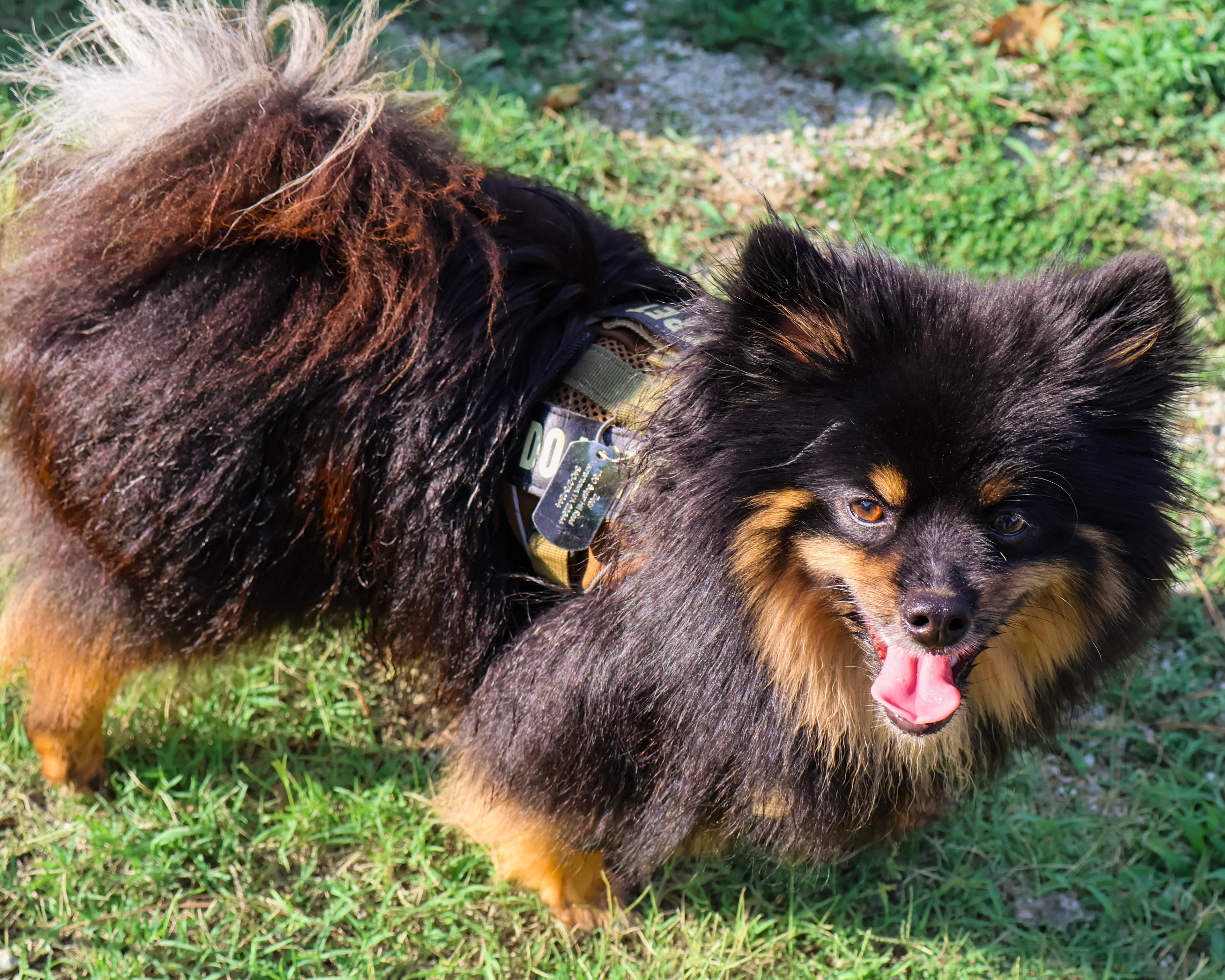 Pet Portraits preview 5